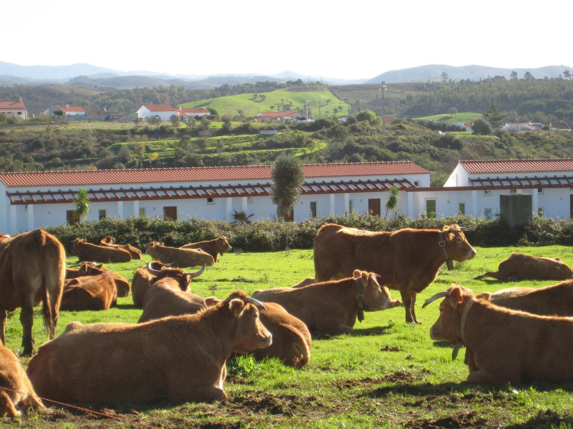 Quinta De Moledos Daire Aljezur Dış mekan fotoğraf